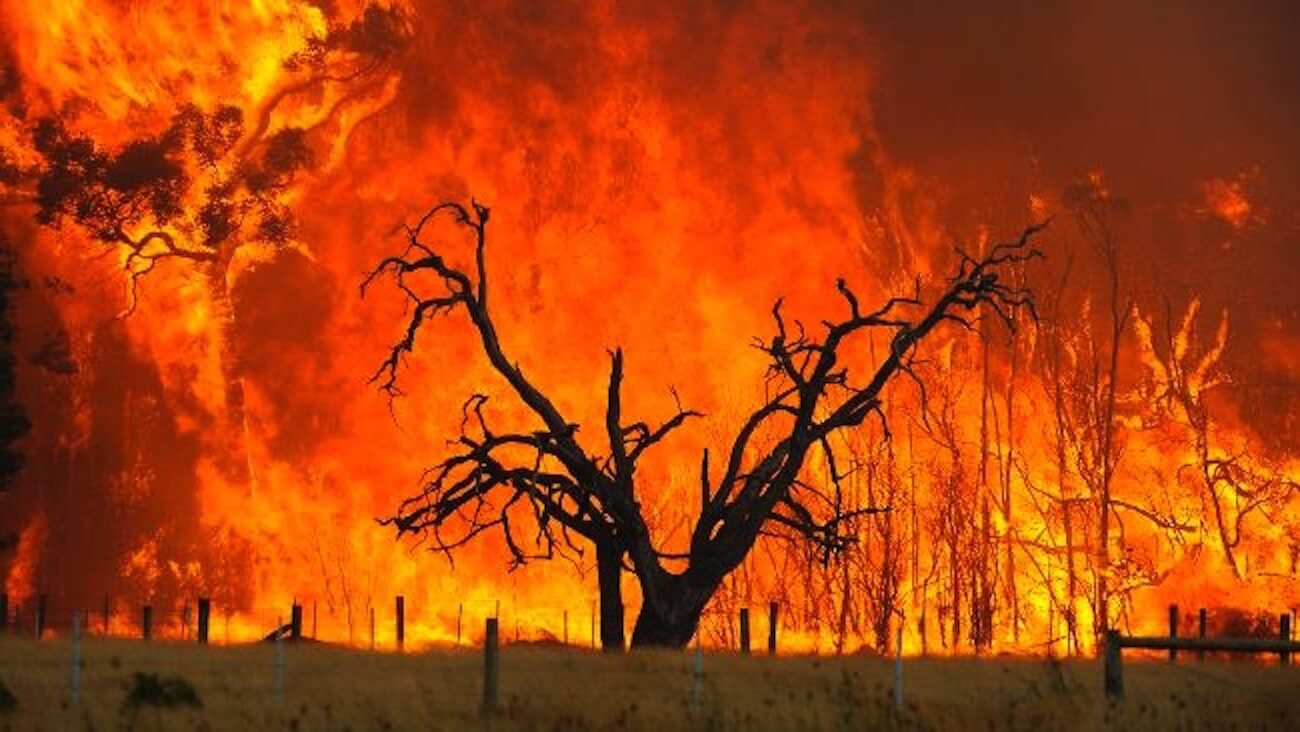 Beware Bushfire Fundraising Scams